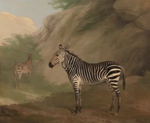 Zebra